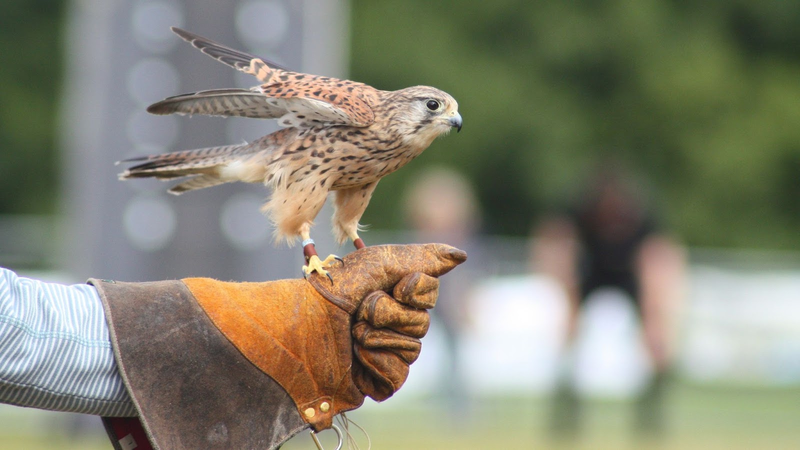 Spiritual Meaning of Seeing a Falcon