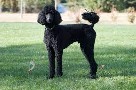 standard poodle