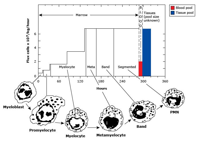 http://s0www.utdlab.com/contents/images/HEME/75855/PMN_development_and_kinetic.jpg?title=PMN+development+and+kinetics