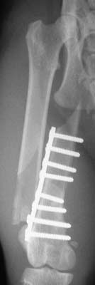 Craniocaudal radiograph of a feline femur 7 days following plate fixation of a distal metaphyseal fracture