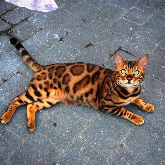 bengal cat - Cat