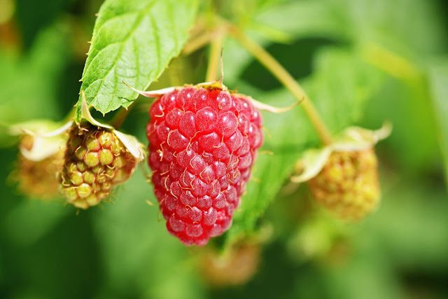 raspberry benefit and harm