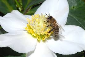 Image result for bee plants