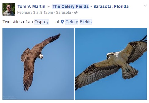 Osprey Feb 2016 - Status - State Species of Special Concern.jpg