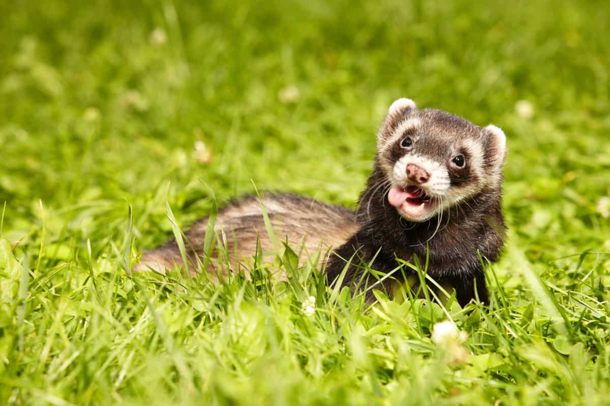Ferrets Law In California
