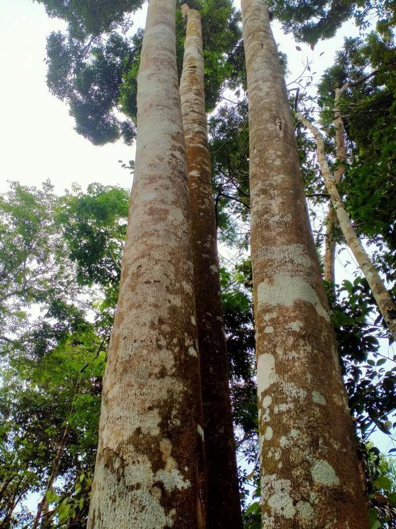 Jual Bibit Gaharu Banyuwangi