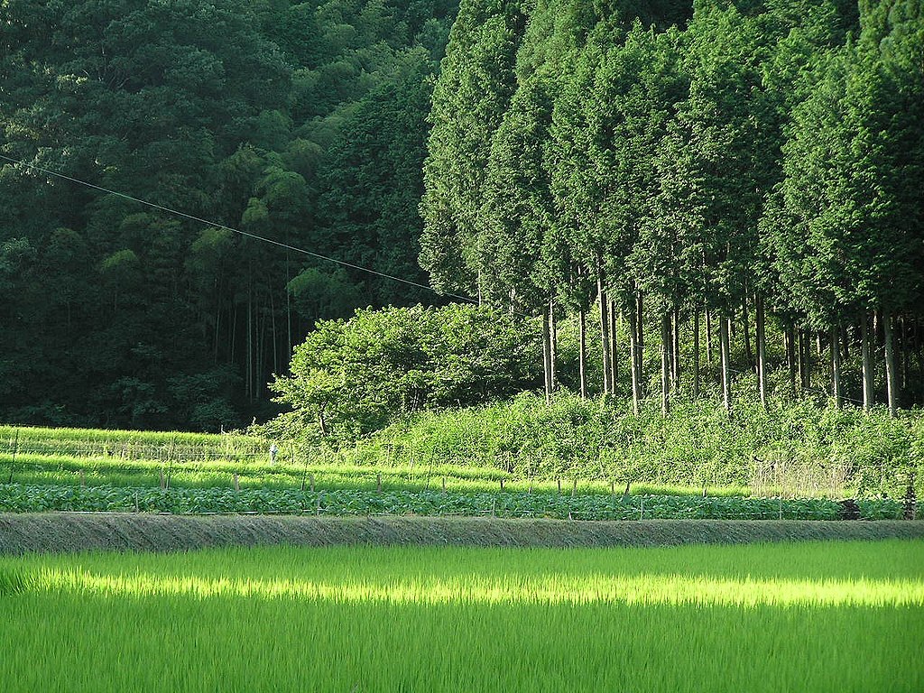 木が生い茂っている、山と人里の境界にある里山の画像です。