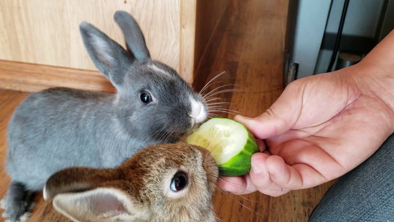 Cucumbers Nutritional Profile