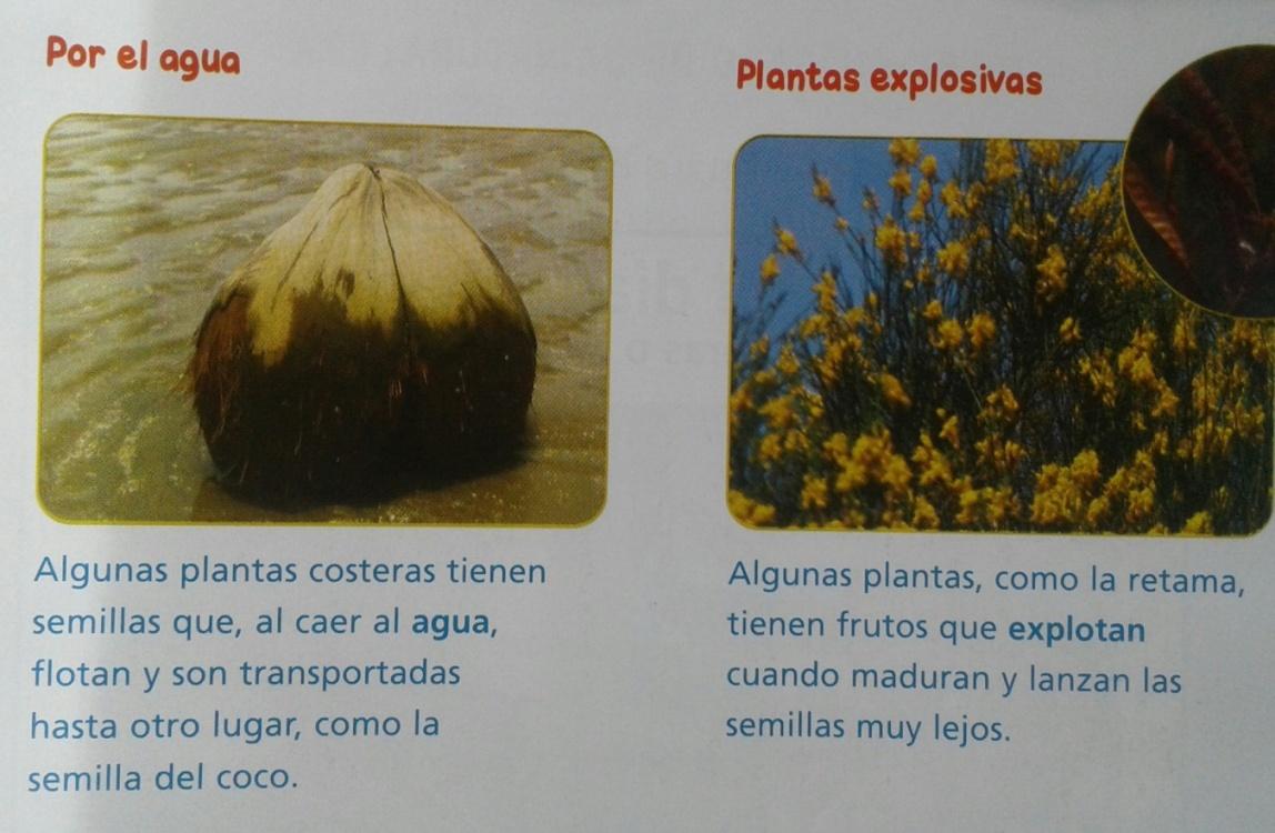C:\Users\Matias\Downloads\SEMILLAS (2).jpg