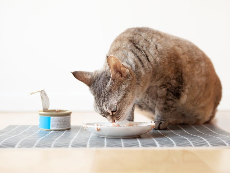 role-of-taurine-in-cat-health