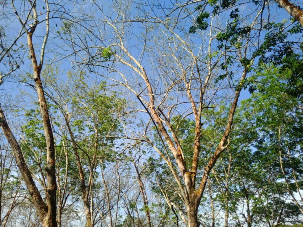 A picture containing tree, outdoor, plant Description automatically generated