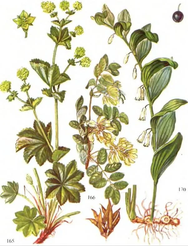 D:\0 wd yedek\acr yedek\1 film indirme\sovremennaya_fitoterapiya_dosyalar\image229.jpg