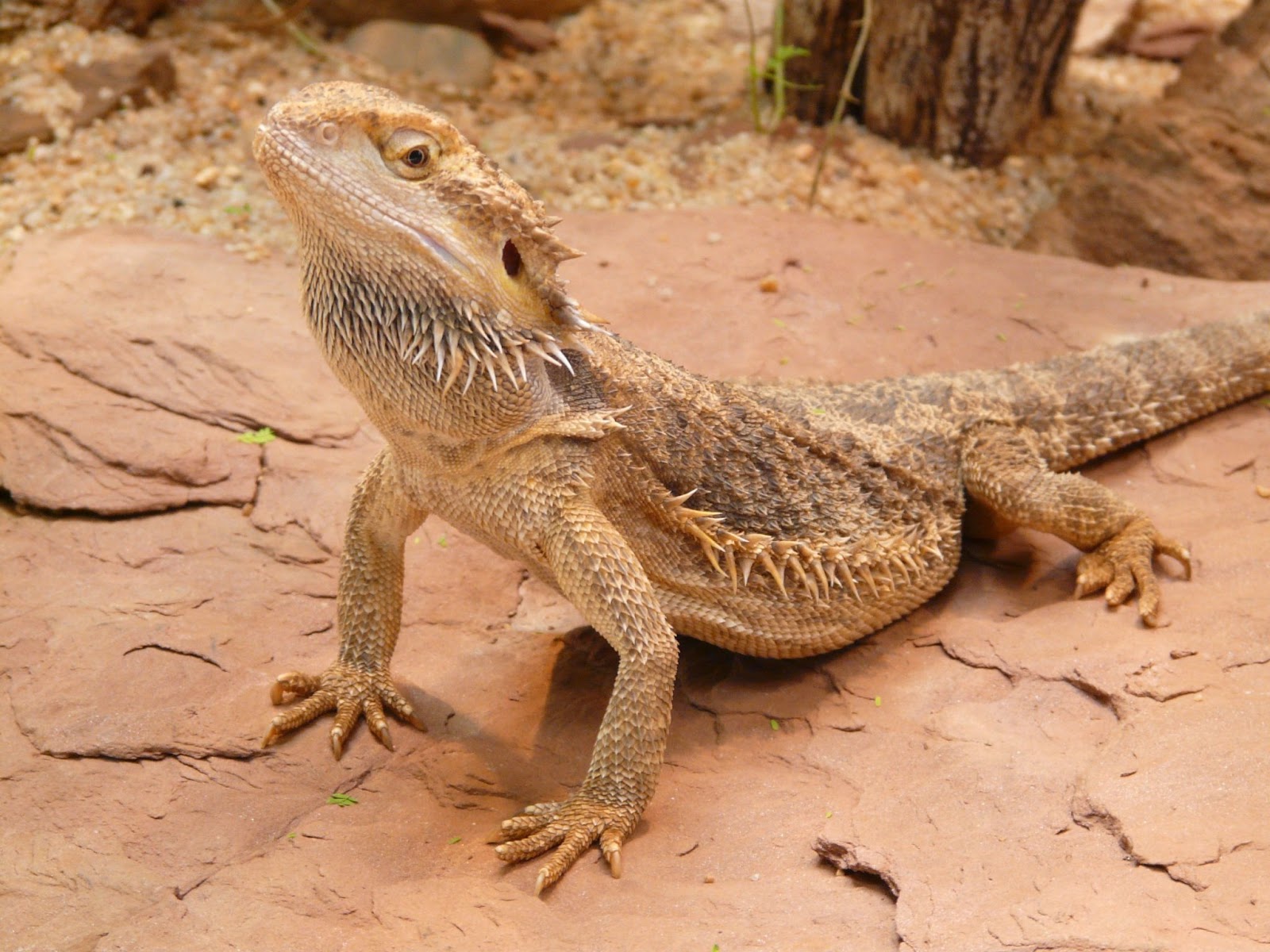 Are Bearded Dragons Smart