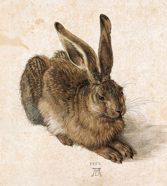 640px-Durer_Young_Hare.jpg