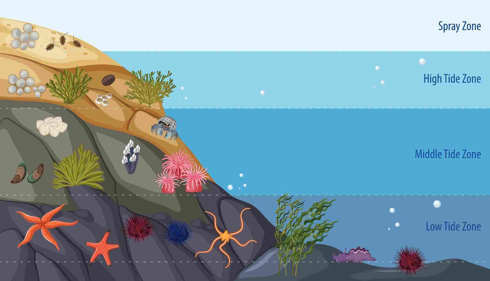 A cartoon of sea life

Description automatically generated