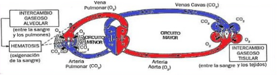 sistema circultorio.png