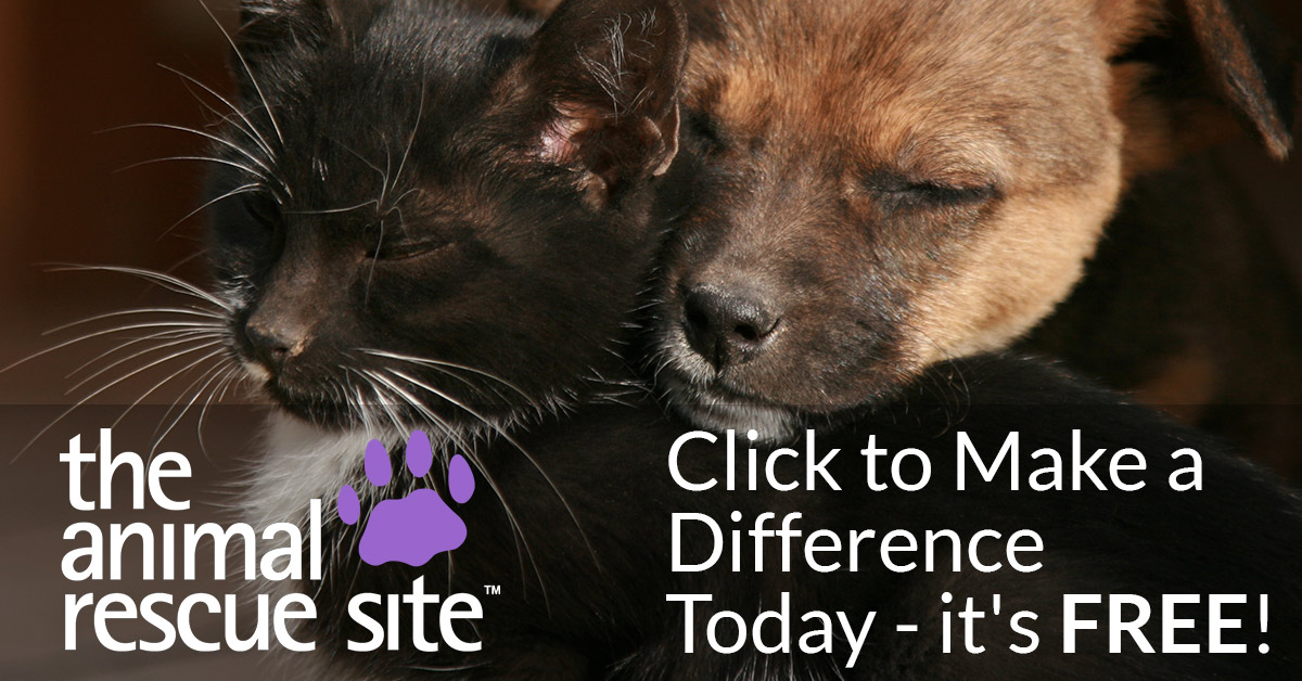 The 10 Best Websites for Animal Welfare to Find the Best Resources