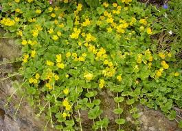 creeping Jenny