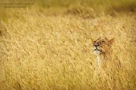 Image result for some  lionesses  hiding in the grass with the elephant