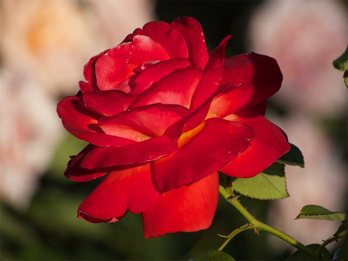 Rose Of The Day.jpg