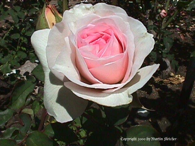 розовая роза Admired Miranda