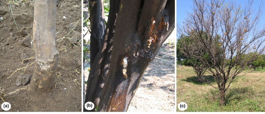 Symptoms-of-Phytophthora-induced-diseases-in-Nagpur-mandarin-Citrus-reticulata-tree-in.png