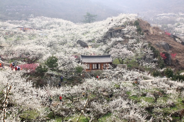 Các loài hoa mùa xuân Hàn Quốc đốn lòng khách du lịch