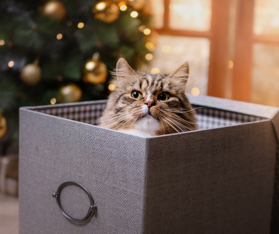 cat-proof your Christmas tree