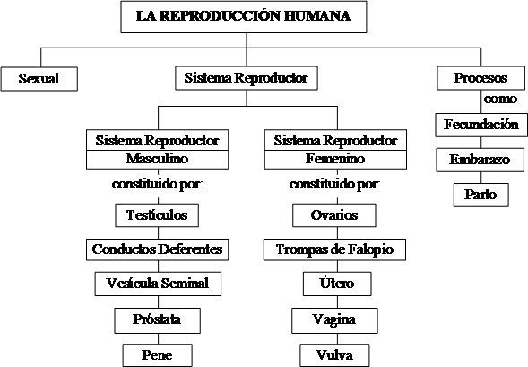 https://blogger.googleusercontent.com/img/b/R29vZ2xl/AVvXsEhrdor5PmophJRkDN-xlQzOyC48t8Feqh_rjKuhHi92xARgx7HwjCkn3BRxRkGcIlWdemIBc5H9ZeqiCHmC30Ibc6amhWJu9JrhQl_ihheLXOK_bHm61FJsUrkG8K-OAYOYz84Mr0Te-z8t/s1600/MAPA+CONCEPTUAL+DE+REPRODUCCI%C3%93N+HUMANA.png