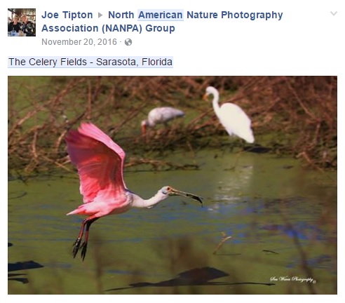 Roseate Spoonbill Nov 2016 - Status - State Designated Threatened.jpg