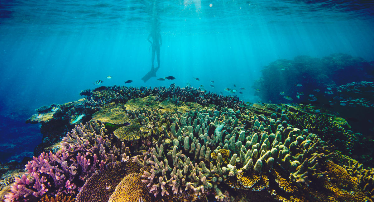 How to Choose The Best Great Barrier Reef Day Tour