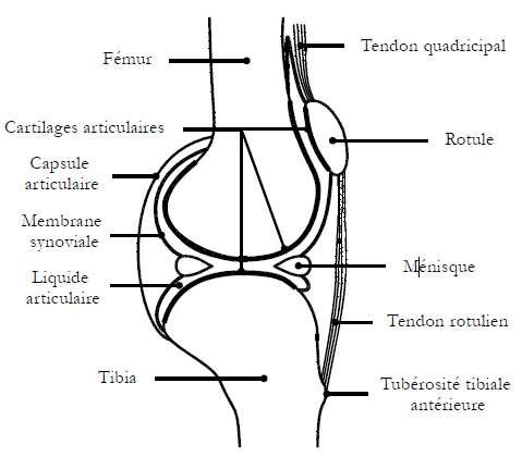 https://upload.wikimedia.org/wikipedia/commons/f/f0/Syndrome_rotulien_002.jpg