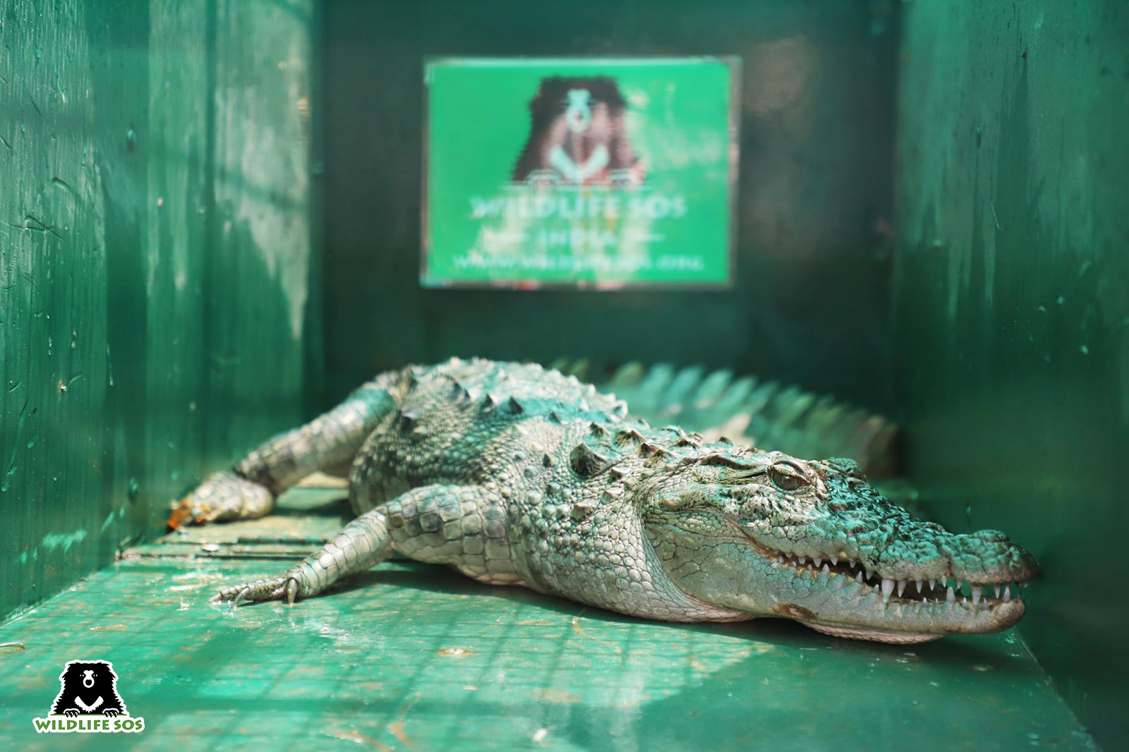 crocodile rescued in July