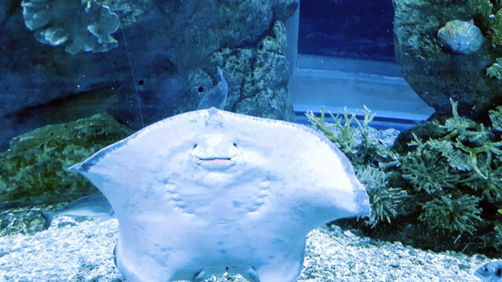 Arraia no aquário de Dubai