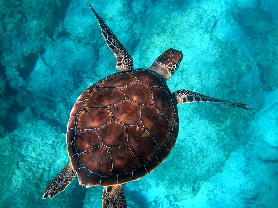 sea turtle swimming in turquoise waters