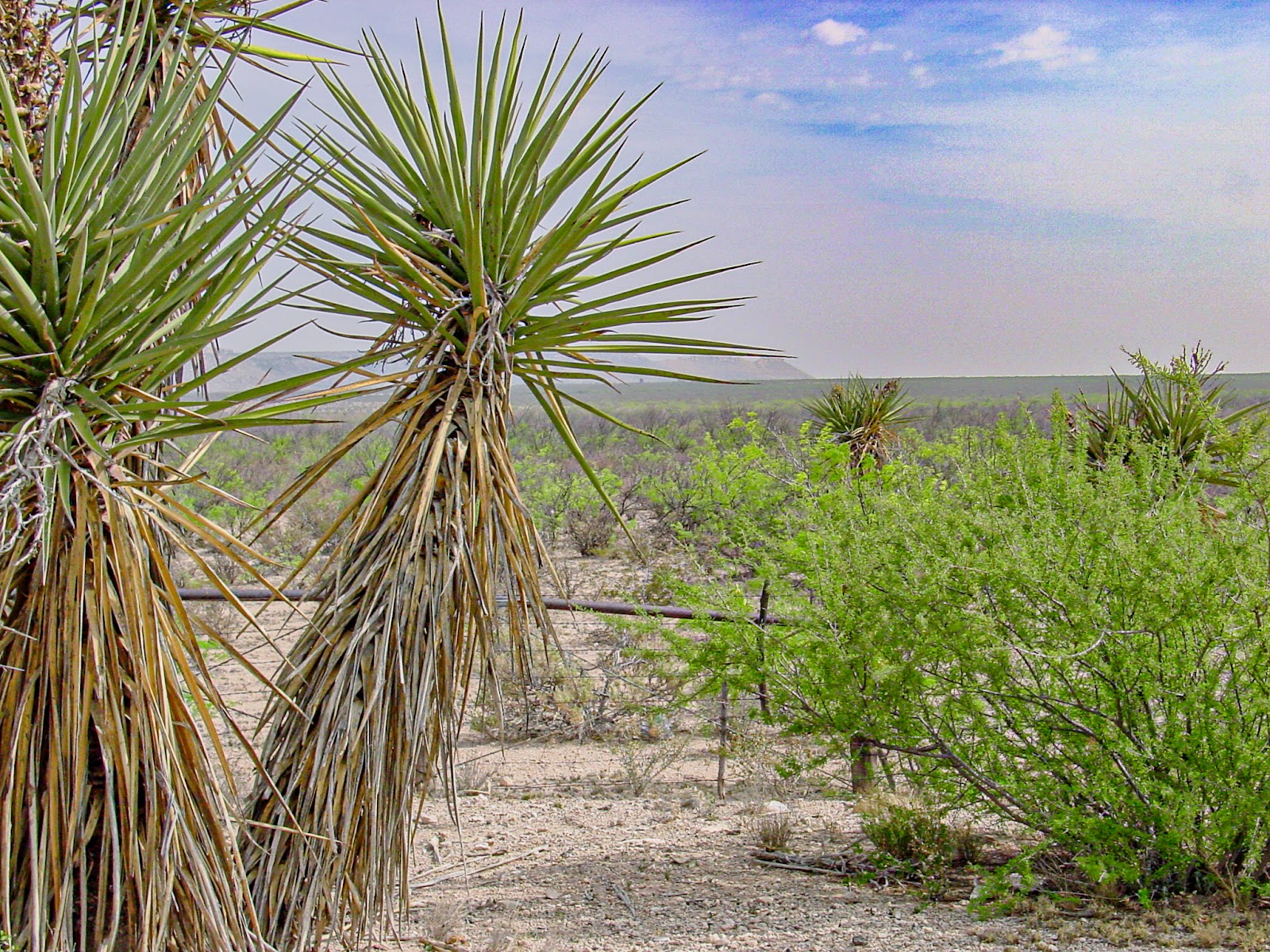 Yucca tree with blue cloudy sky