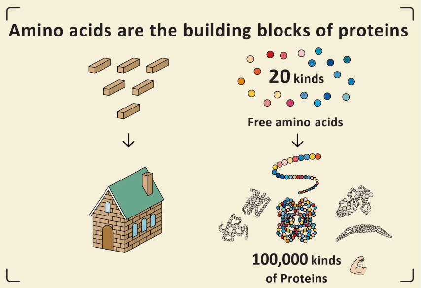 Diagram showing how amino acids are the "bricks" that create protein. 