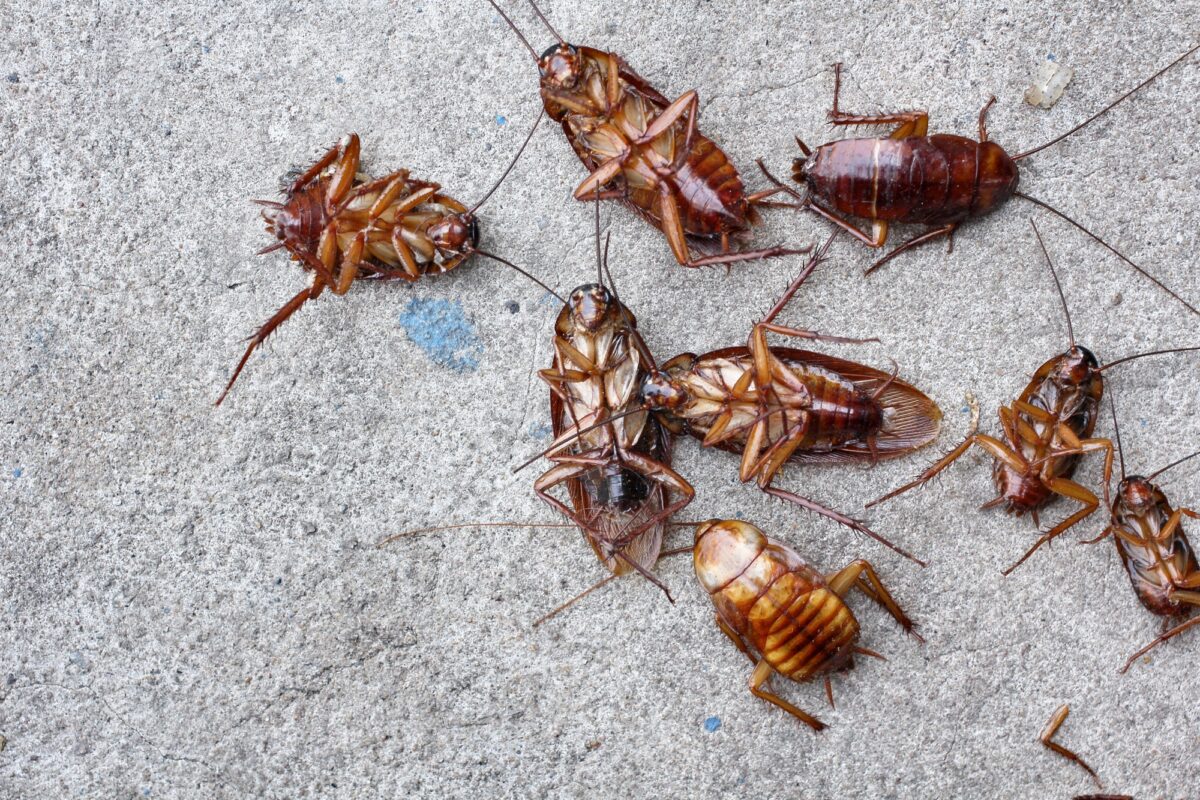 Cockroaches Of Various Species 