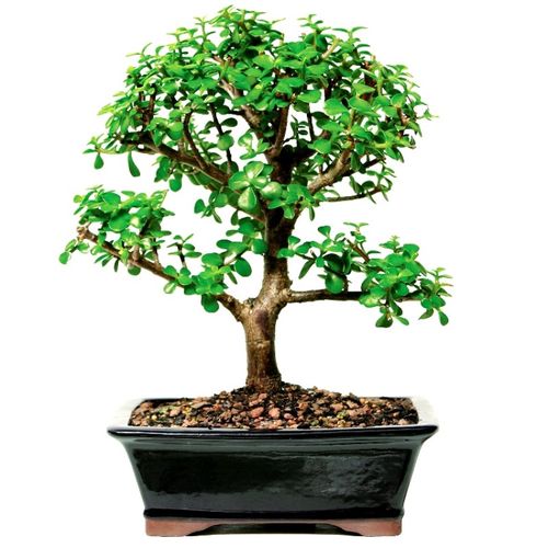 15 Best Bonsai Trees for Beginners