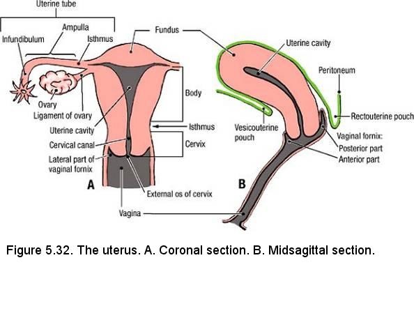 diagram of uterus