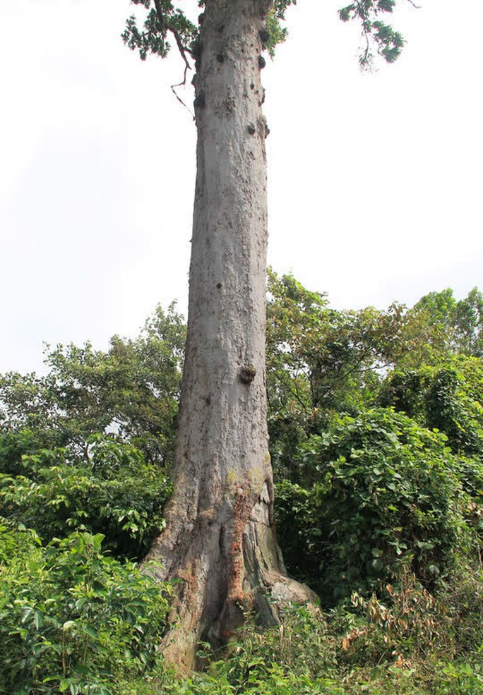 Cây gỗ lim tại rừng Bến En, tỉnh Thanh Hóa