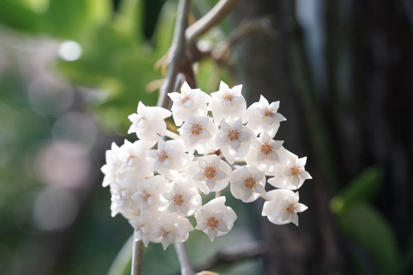 Beyaz Renkli Mum Çiçeği
