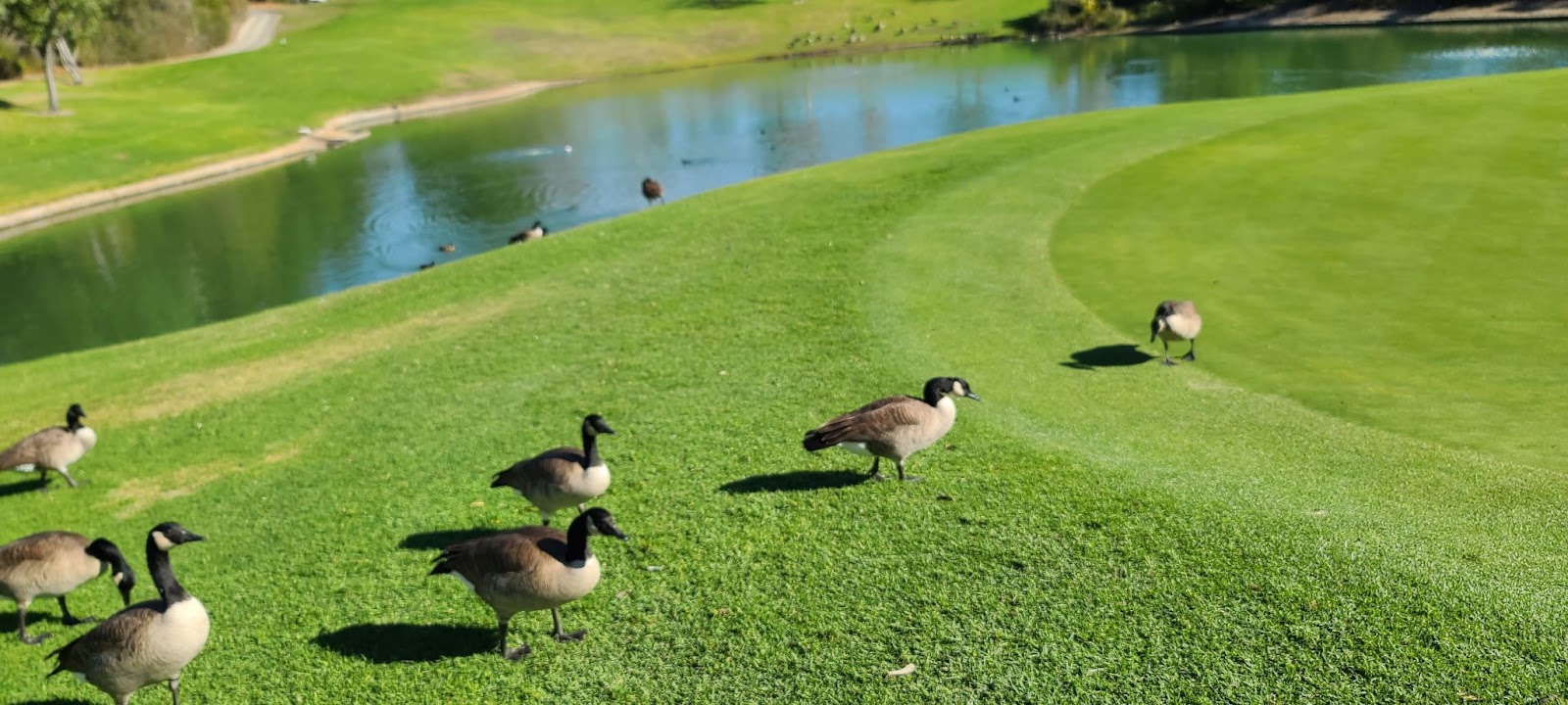 초록초록 27홀 챔피언십 골프코스 - 로스 카요티스 컨트리클럽 Los Coyotes Country Club