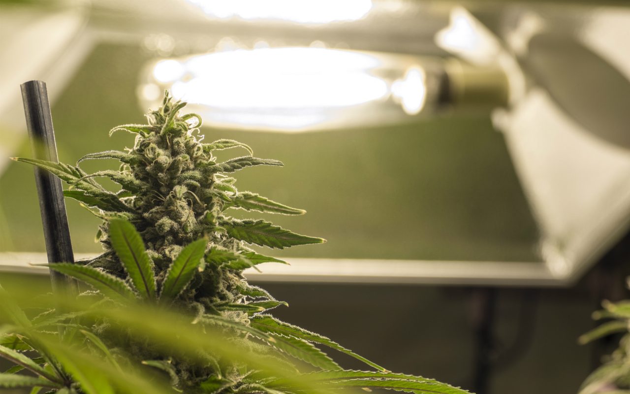 Выращивание марихуаны в закрытых помещениях купи семена конопли