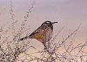 Cactus wren in Joshua Tree NP.jpg