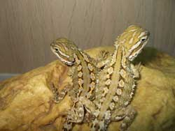 Pogona henrylawsoni