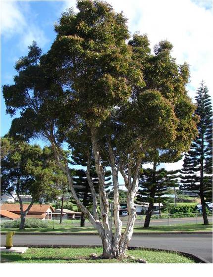 Fire Characteristics of Paperbark Firewood