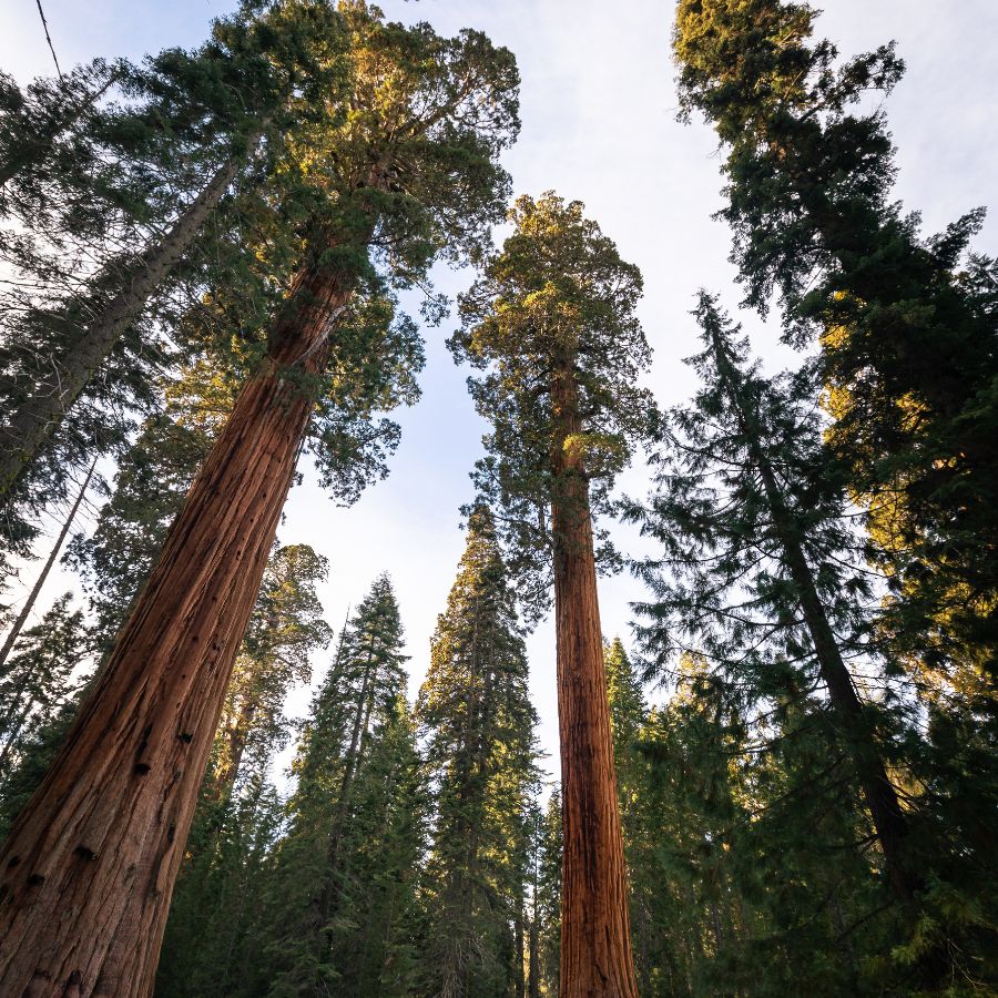 More sequoia trees