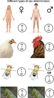 Several organisms are shown. A human female has 44 chromosomes and XX sex chromosomes. A human male has 44 chromosomes and XY sex chromosomes. A female chicken has 76 chromosomes and ZW sex chromosomes. A male chicken has 76 chromosomes and ZZ sex chromosomes. A female fly has 6 chromosomes and XX sex chromosomes. A male fly has 6 chromosomes and XY or XO sex chromosomes. A female grasshopper has 22 chromosomes and XX sex chromosomes. A male grasshopper has 22 chromosomes and an X sex chromosome.
