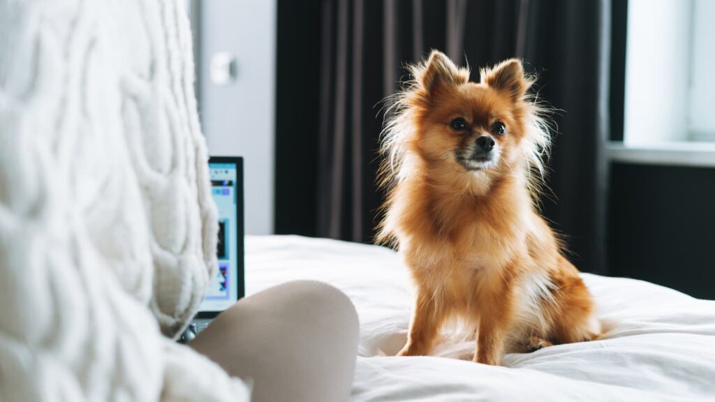 Small scraggly pom dog sitting on bed
